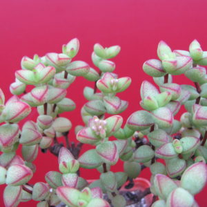 Crassula  laginosa