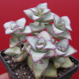 Crassula perforata  *String  of buttons*