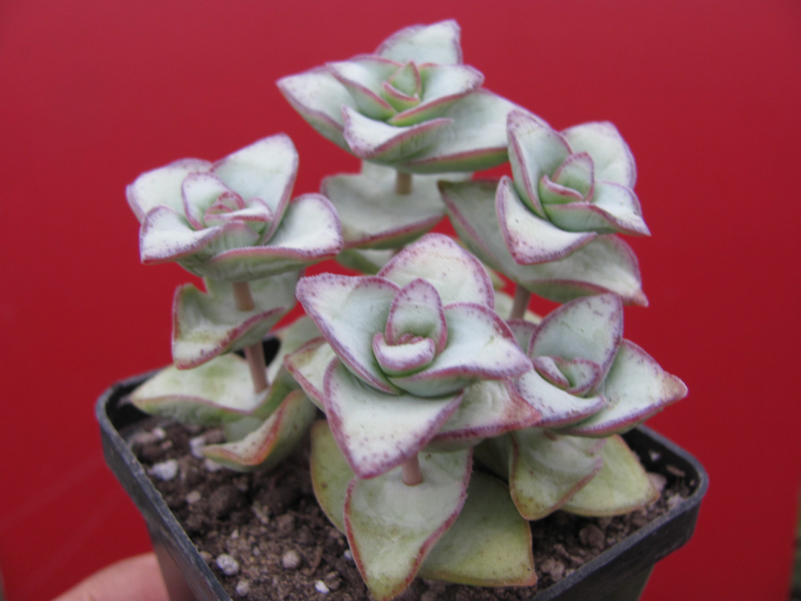 Crassula perforata *String of buttons*