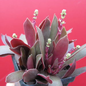 Crassula rossularis