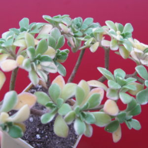 Aeonium domesticum variegata