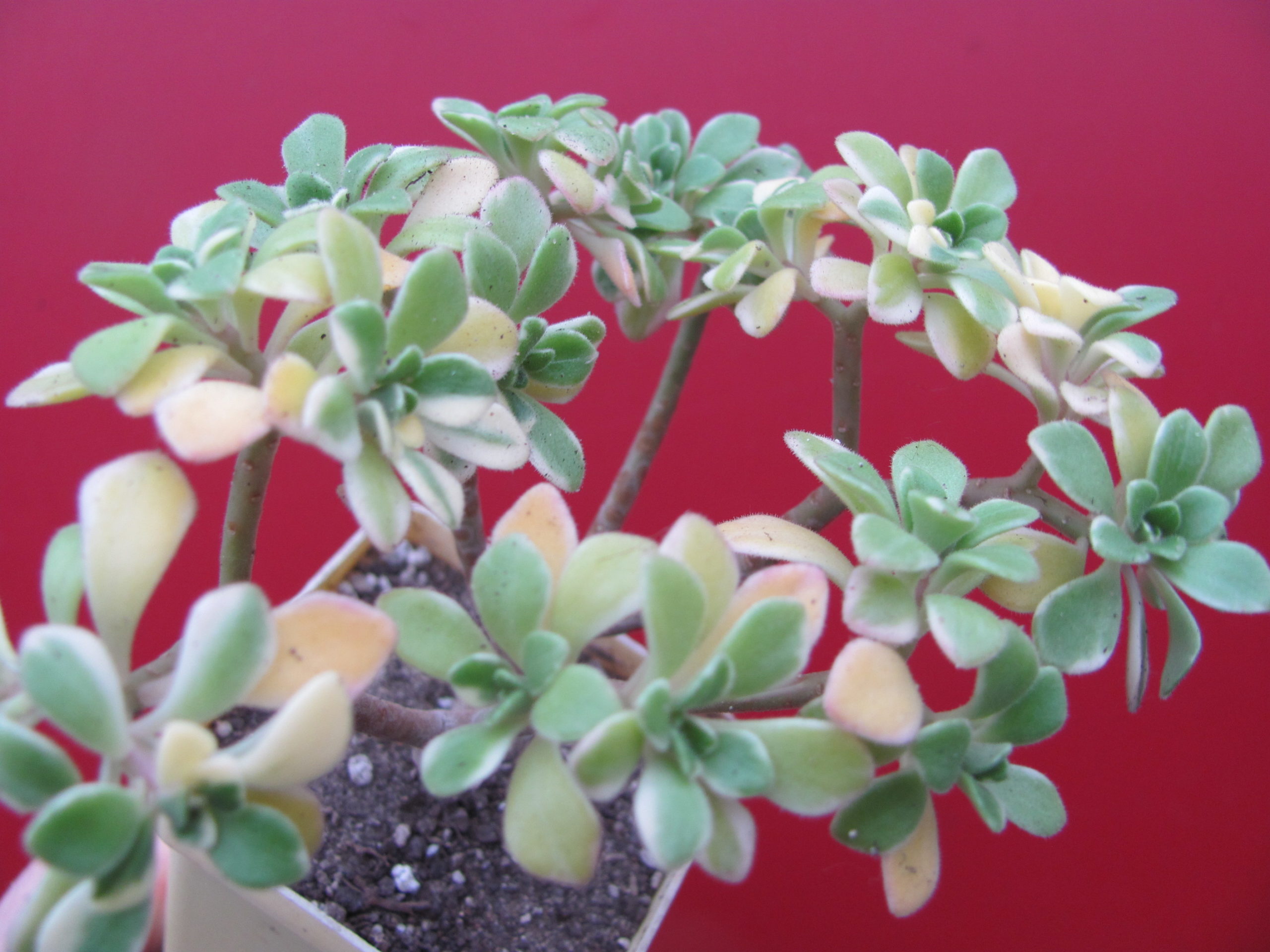 Aeonium domesticum variegata