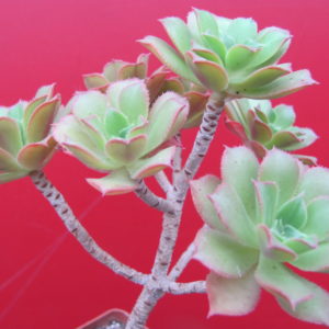 Aeonium