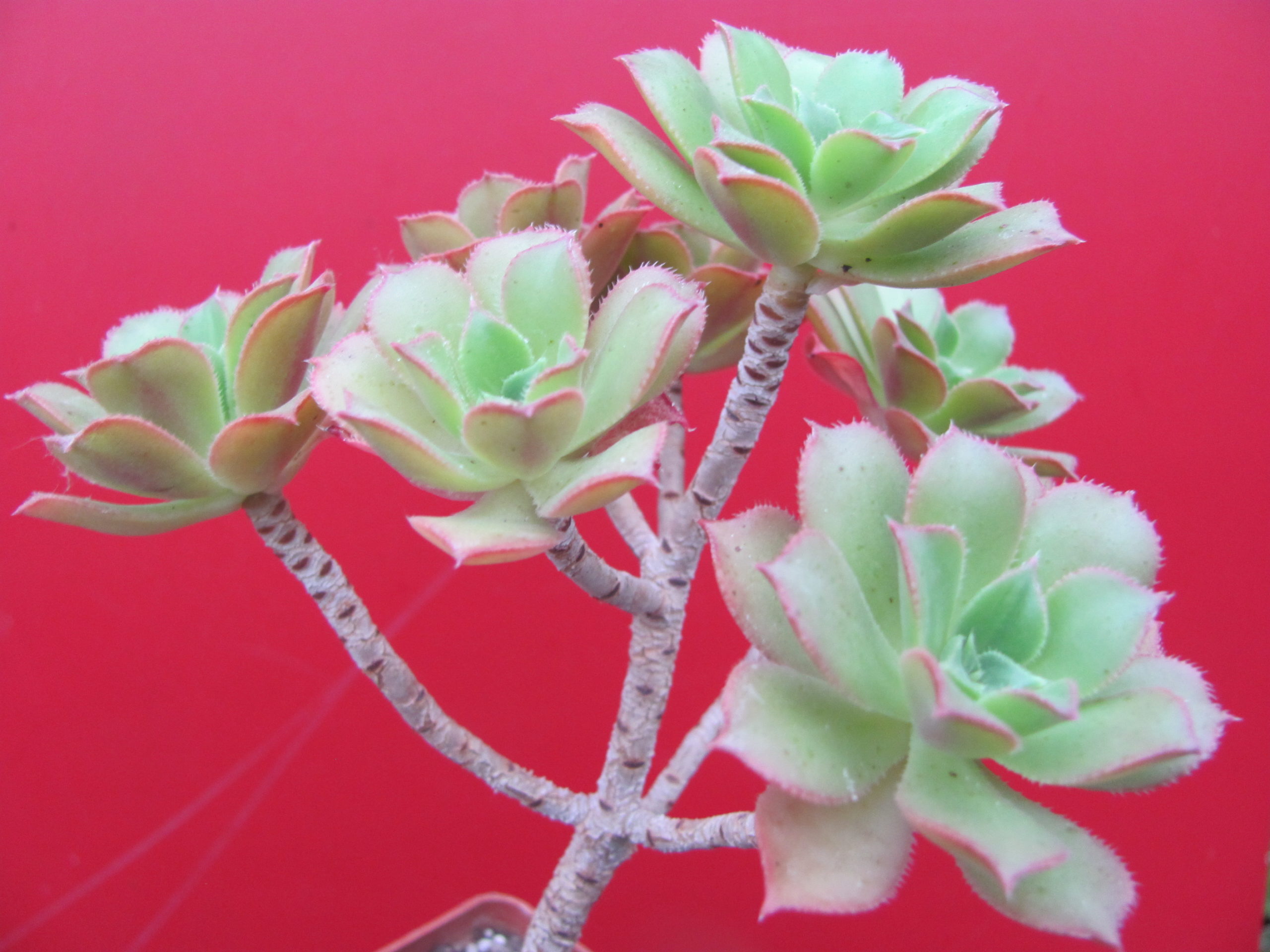 Aeonium