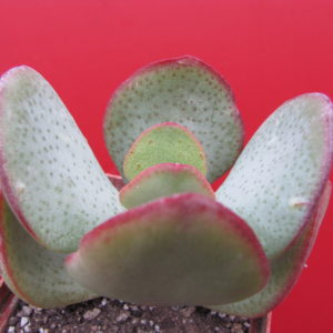 Crassula  arborescens