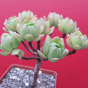Aeonium  sedifolium  hybr.
