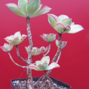 Aeonium   Kiwi