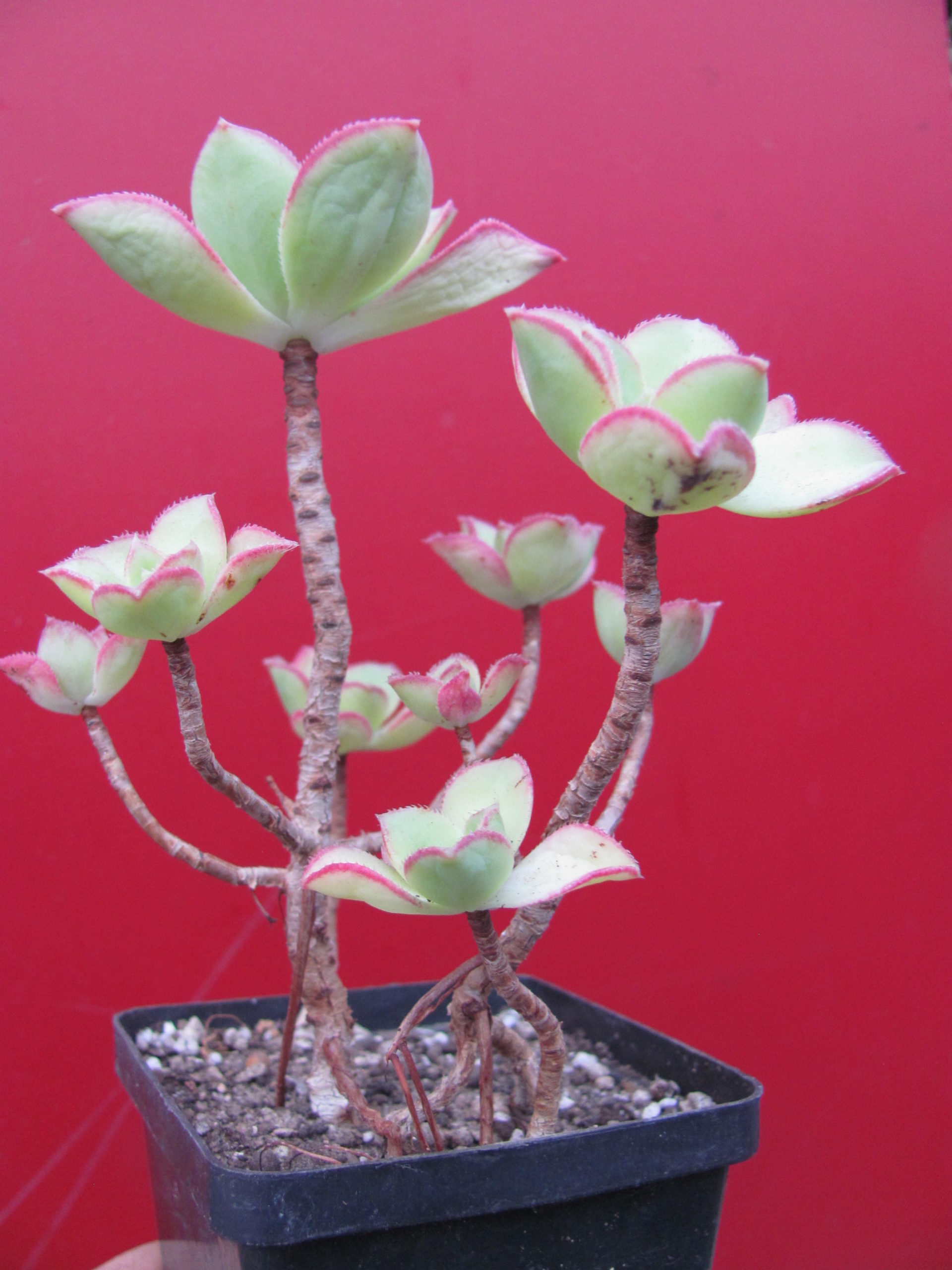 Aeonium   Kiwi