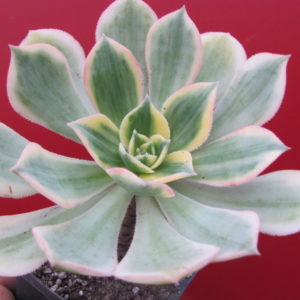 Aeonium  Sunburst variegata