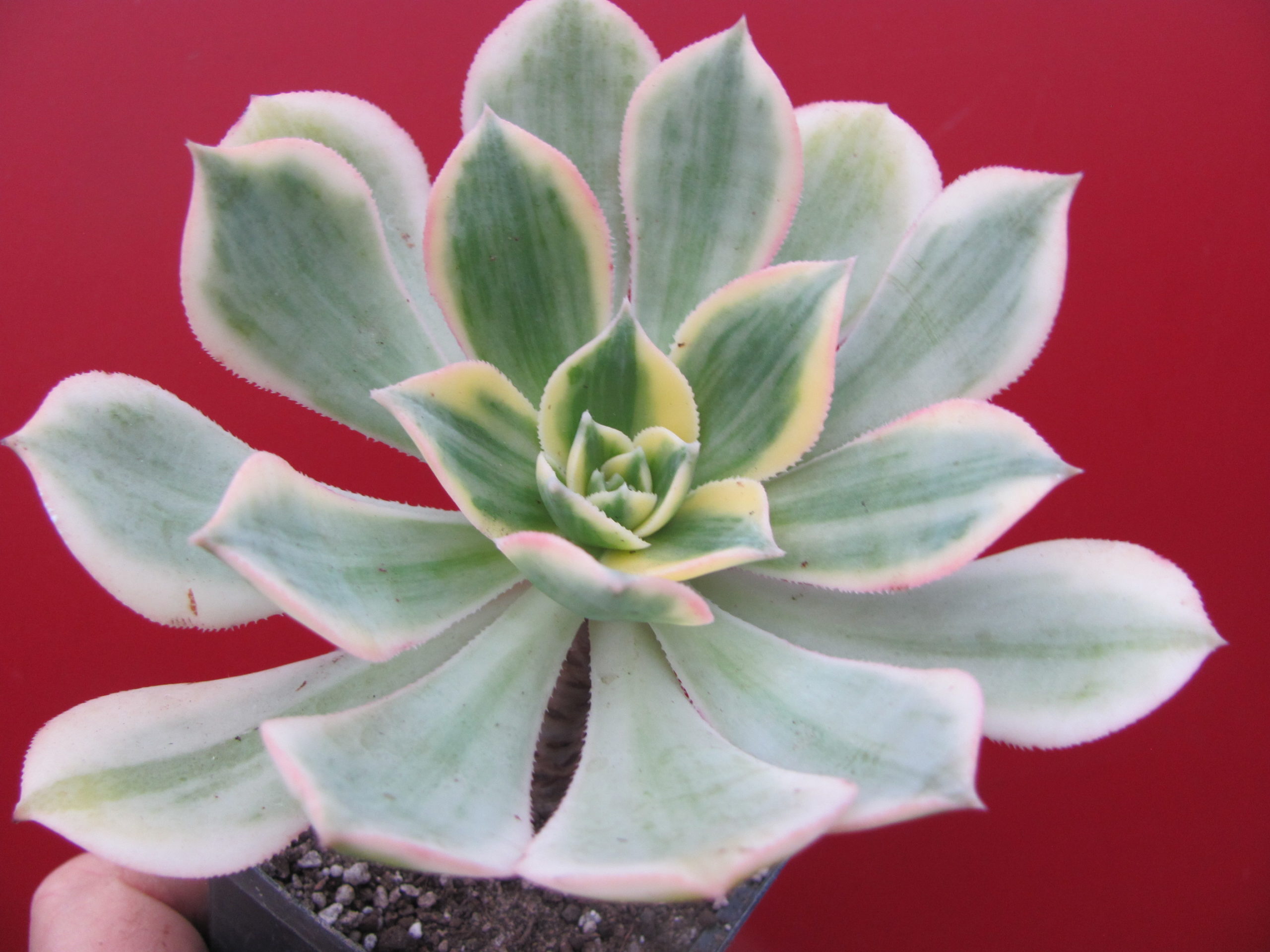 Aeonium  Sunburst variegata