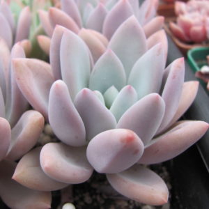 Echeveria Opalina