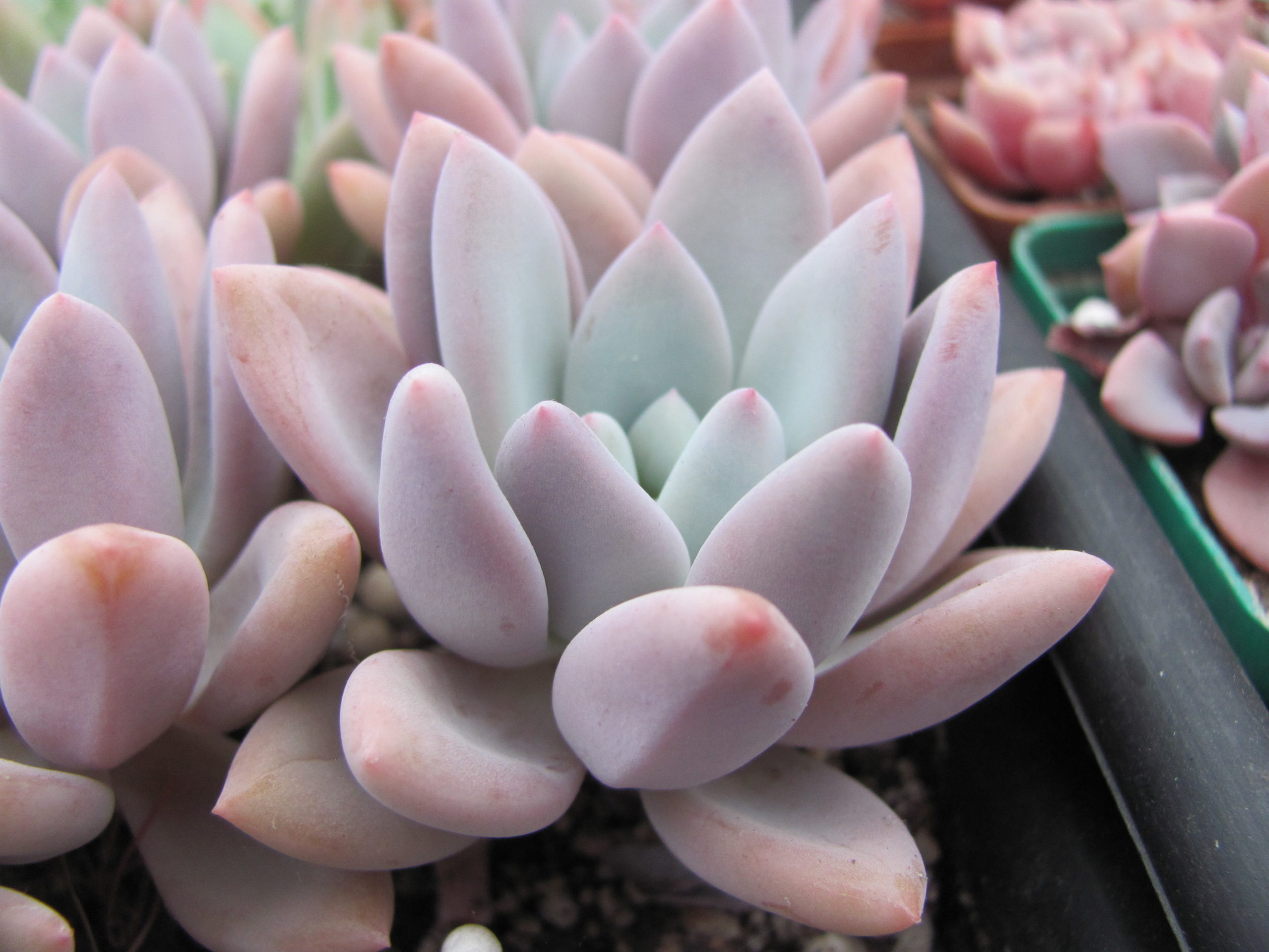 Echeveria Opalina