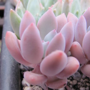 Echeveria Opalina