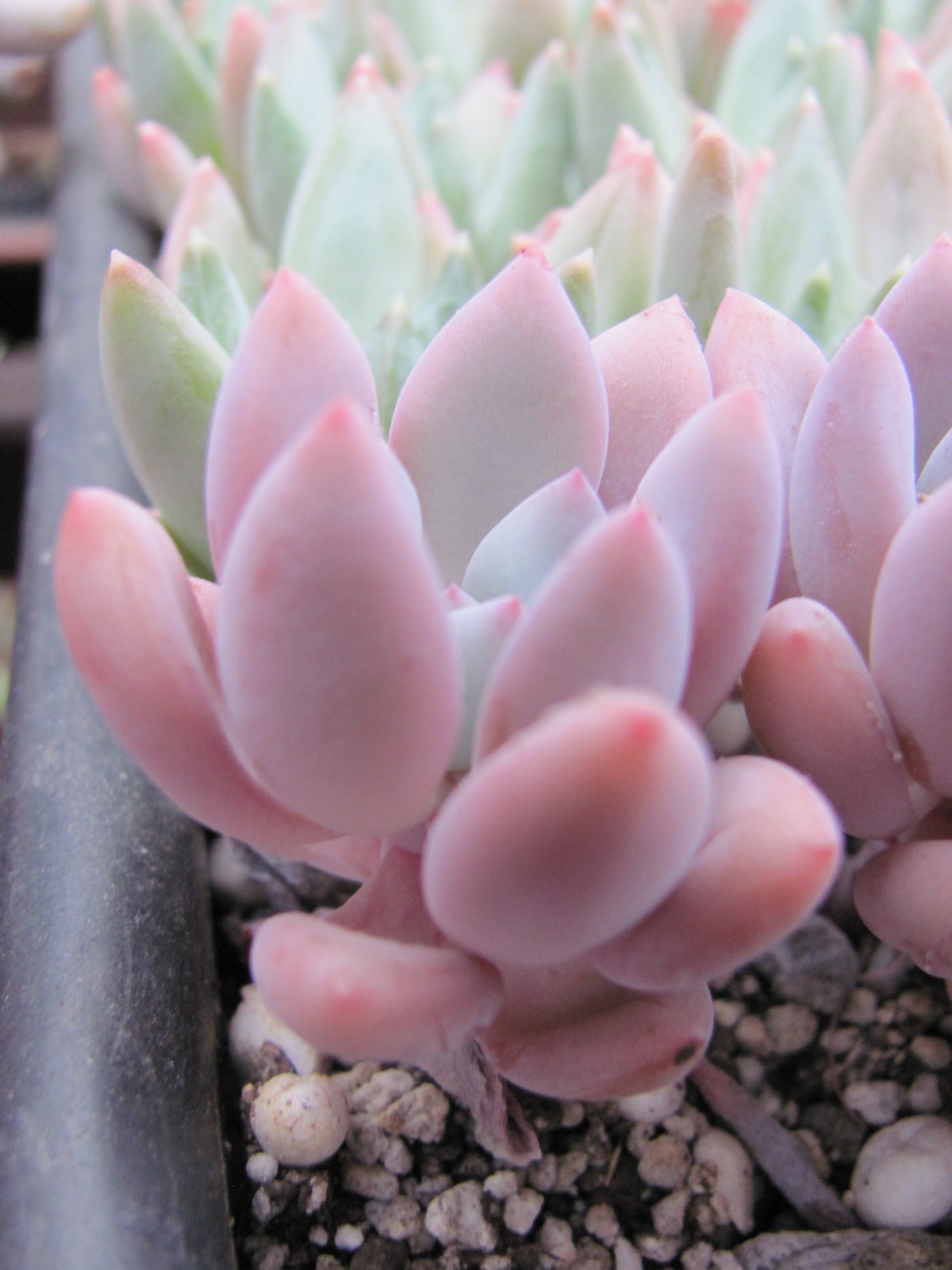 Echeveria Opalina