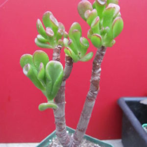 Crassula Gollum