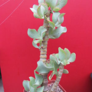 Crassula Blue Bsrd