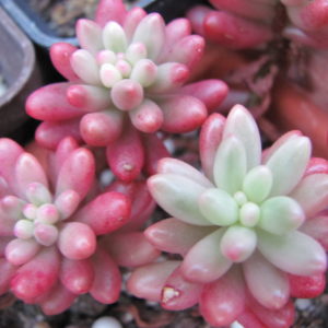 Sedum Aurora