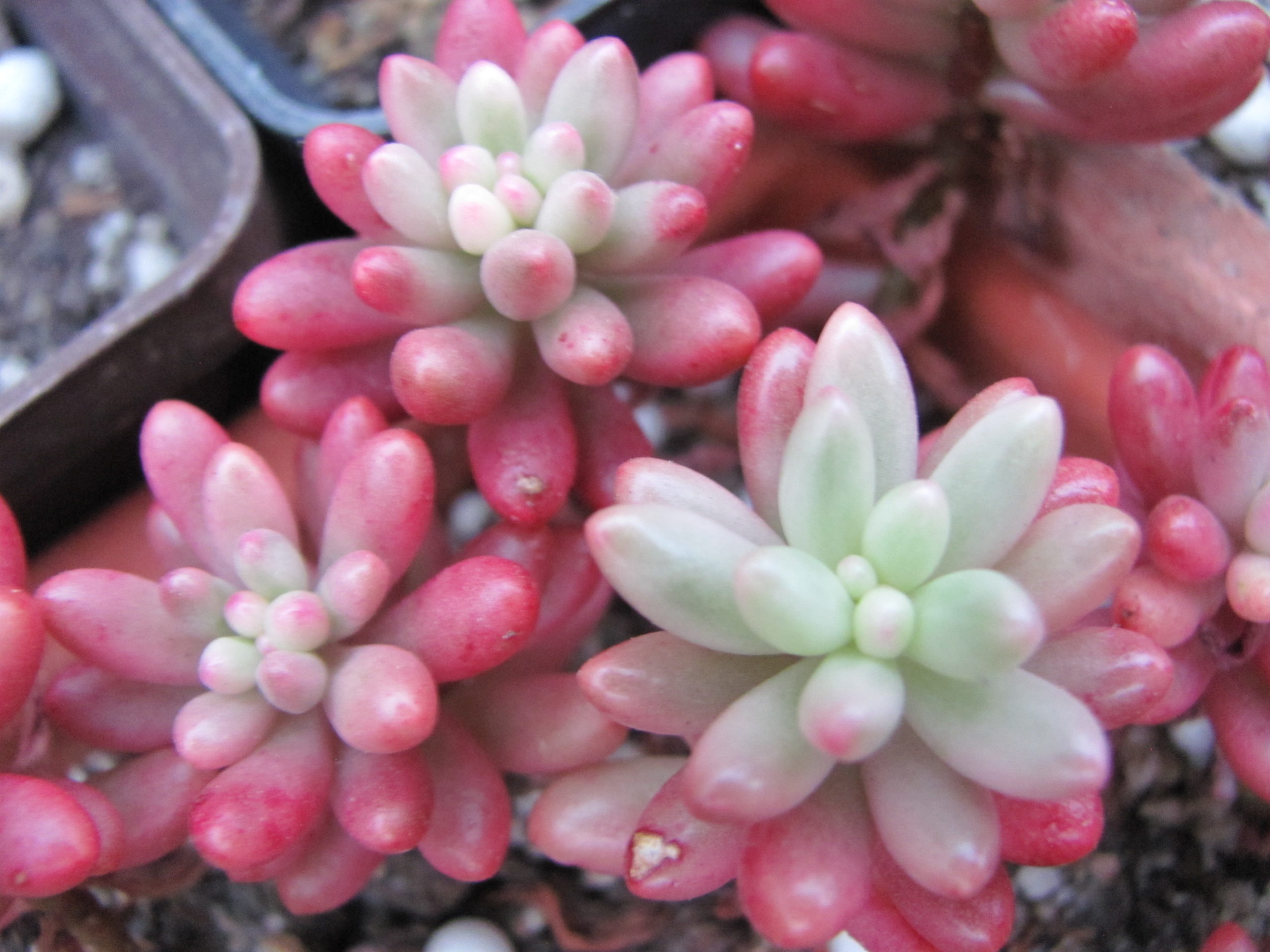Sedum Aurora
