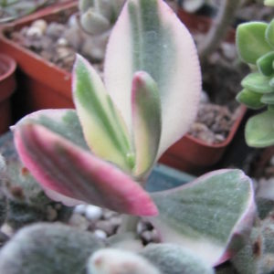 Crassula  ovata variegata