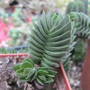 Crassula Buddhas Temple
