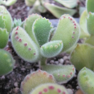 Cotyledon tomentosa