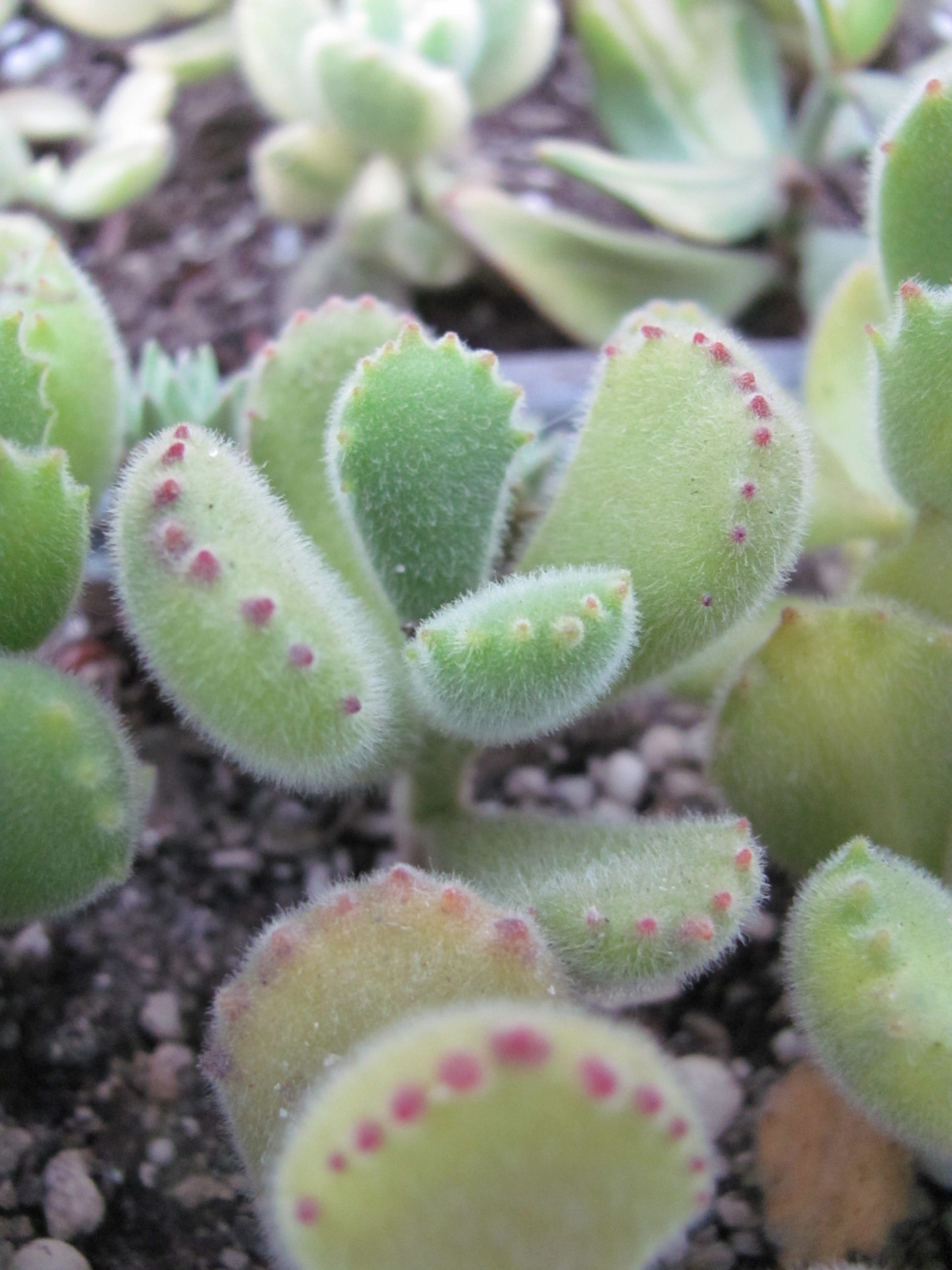Cotyledon tomentosa