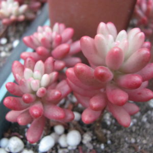 Sedum  Aurora
