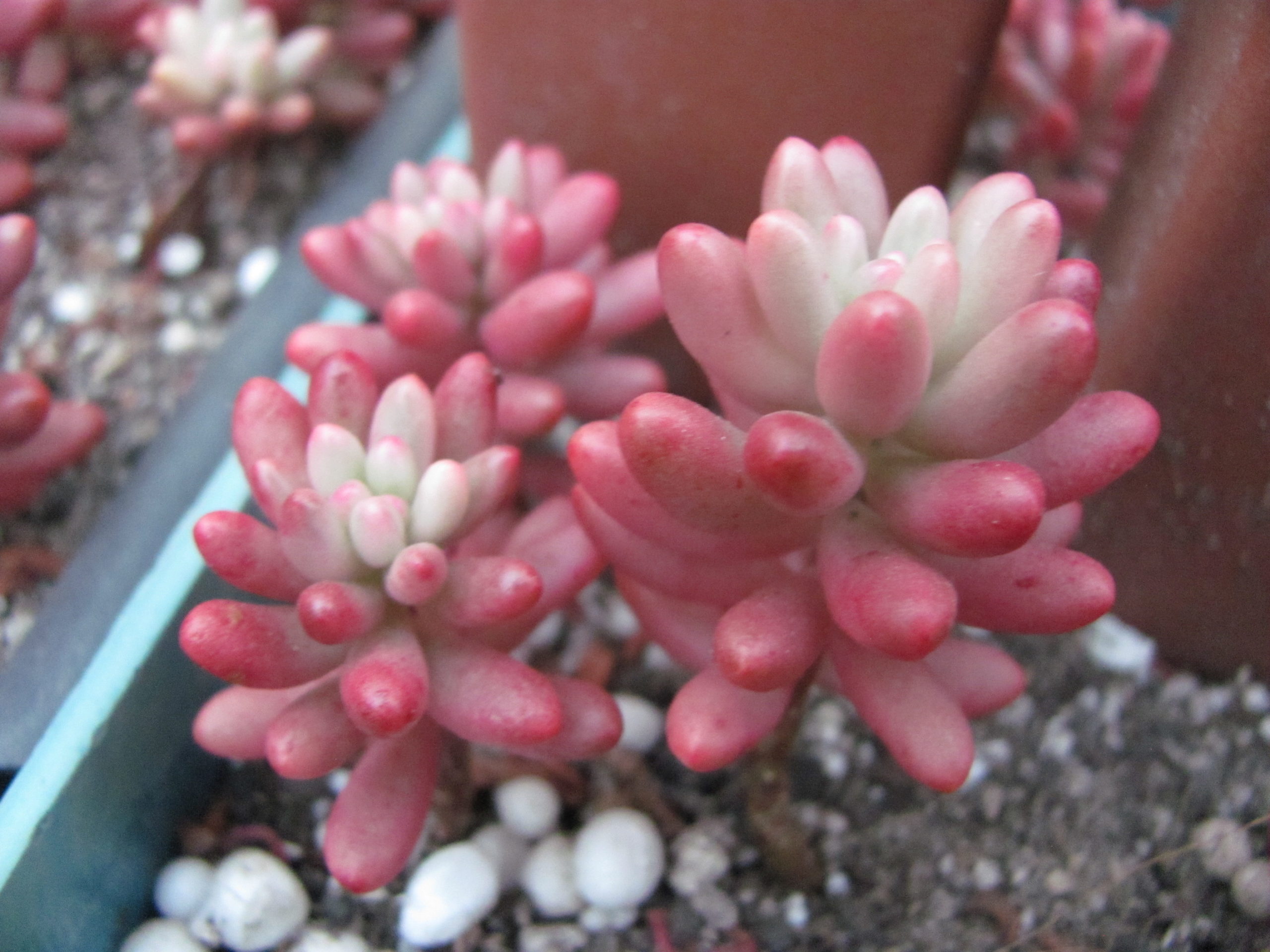 Sedum  Aurora