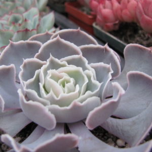 Echeveria shaviana