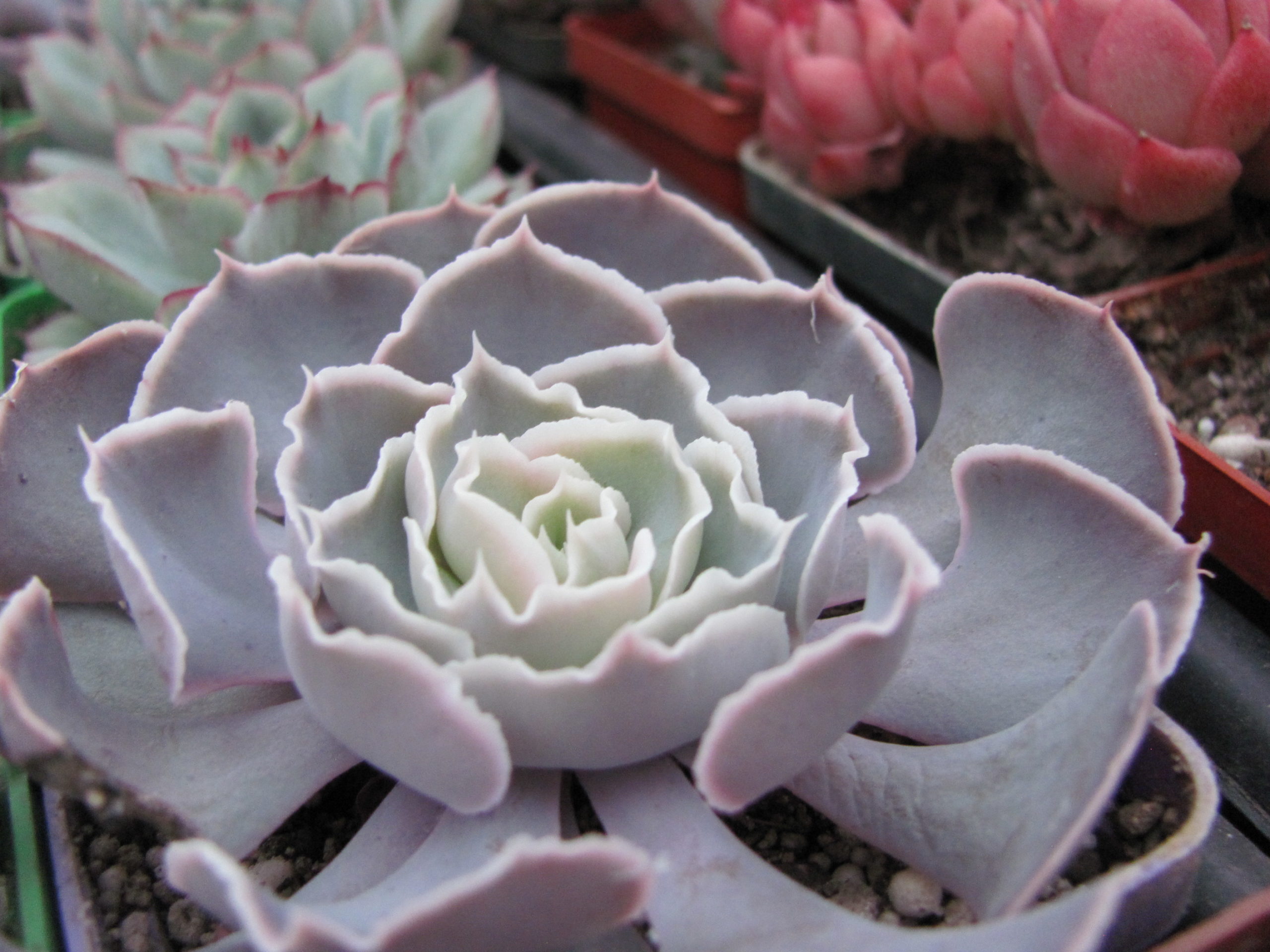 Echeveria shaviana