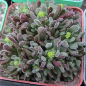 Crassula  pubescens