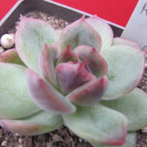 Echeveria  Black Rose