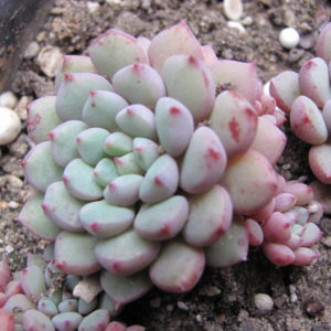 Echeveria