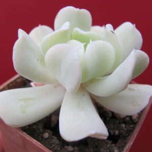 Echeveria Tompsy Turvy