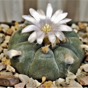Lophophora-williamsi. Семена