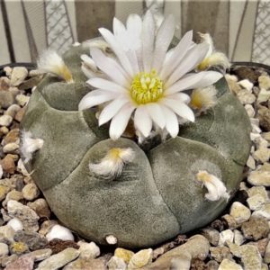 Lophophora-williamsi-MK24-61-