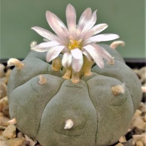 Lophophora-williamsi-v-texana. Семена