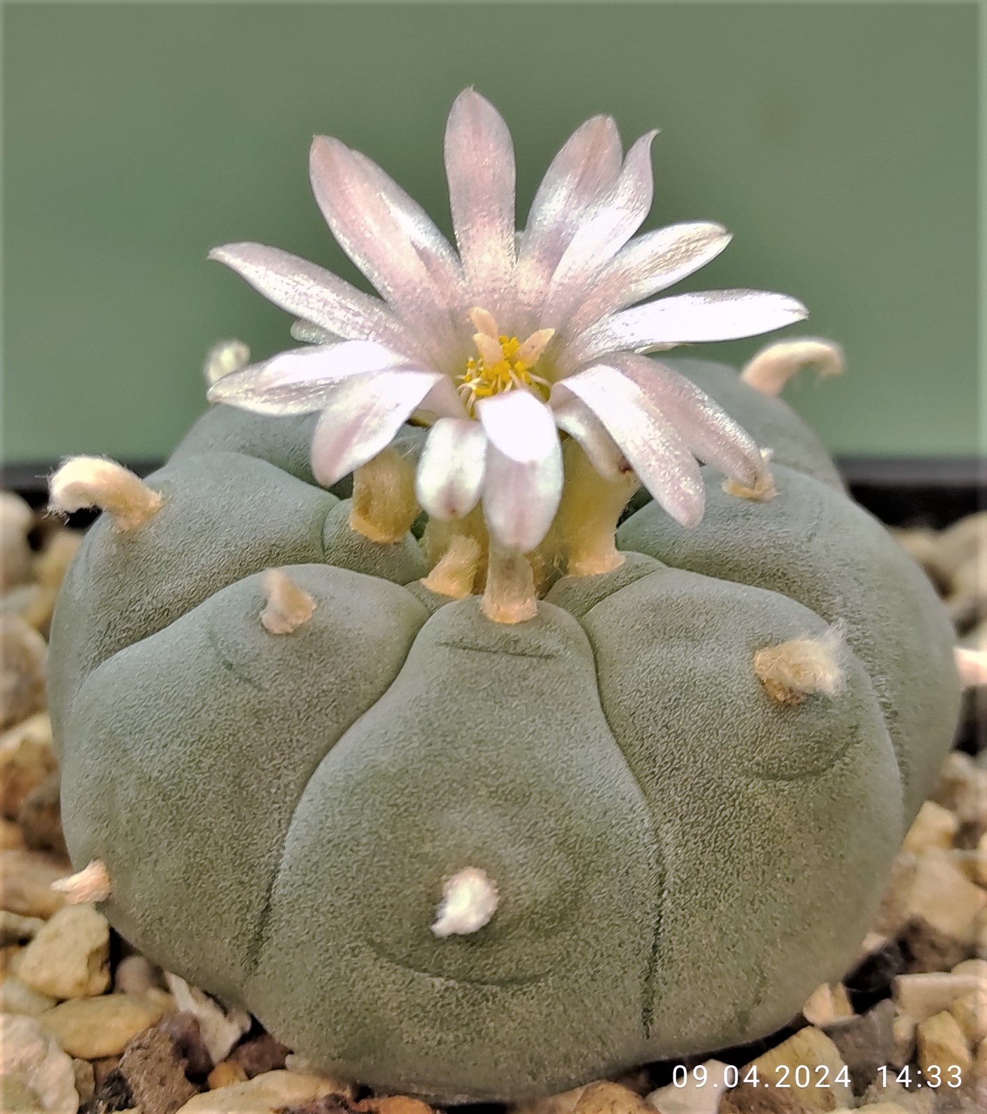 Lophophora-williamsi-v-texana. Семена