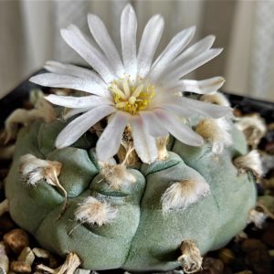 Lopophora-wiliamsii-PP869. Семена