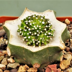 Mammillaria-luethyi-1.