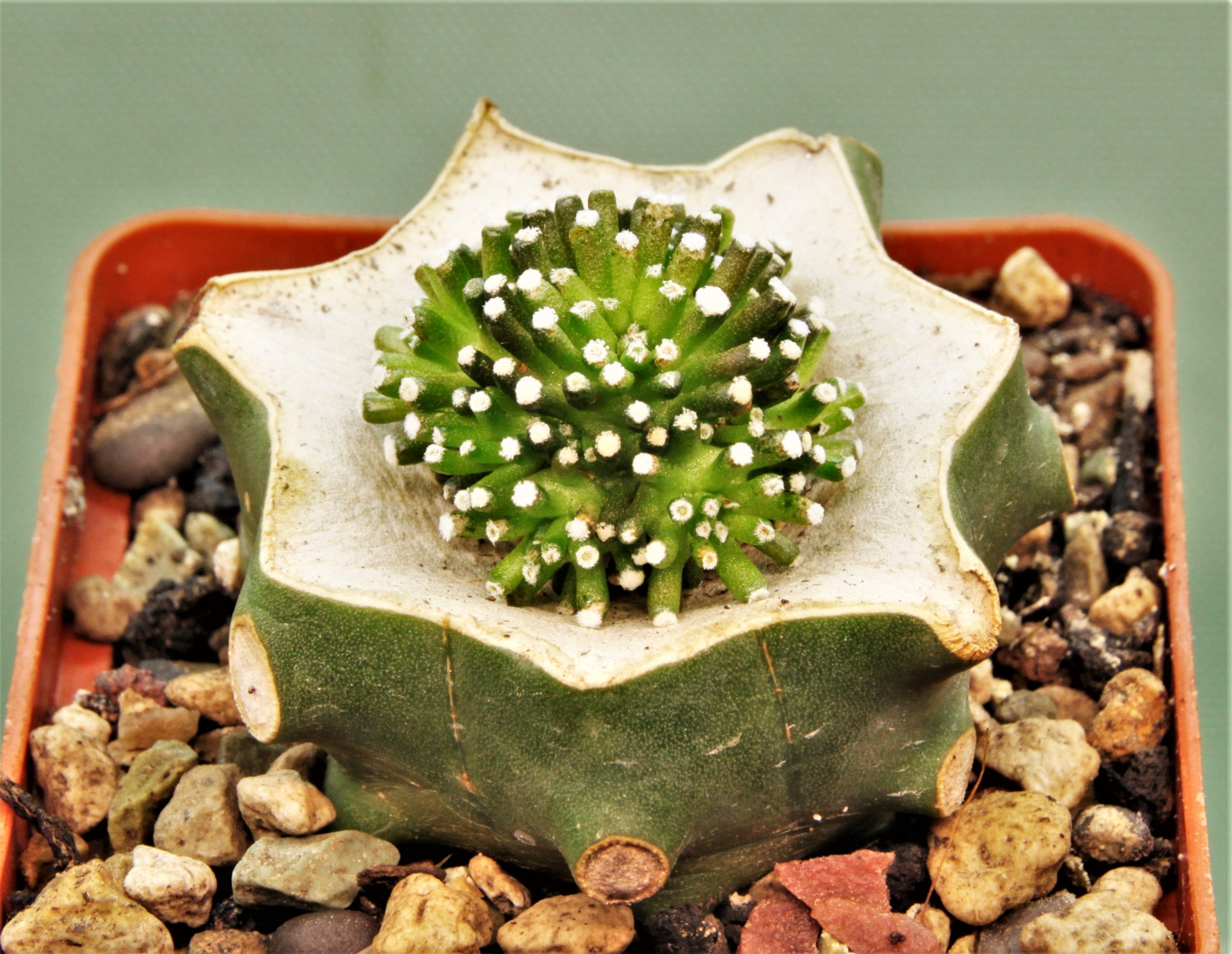 Mammillaria-luethyi-1.