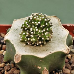 Mammillaria-luethyi-2