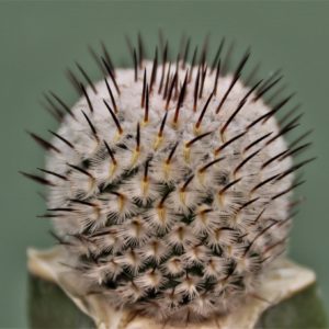 Mammillaria-perezdelarosae-v.-andersoniana.