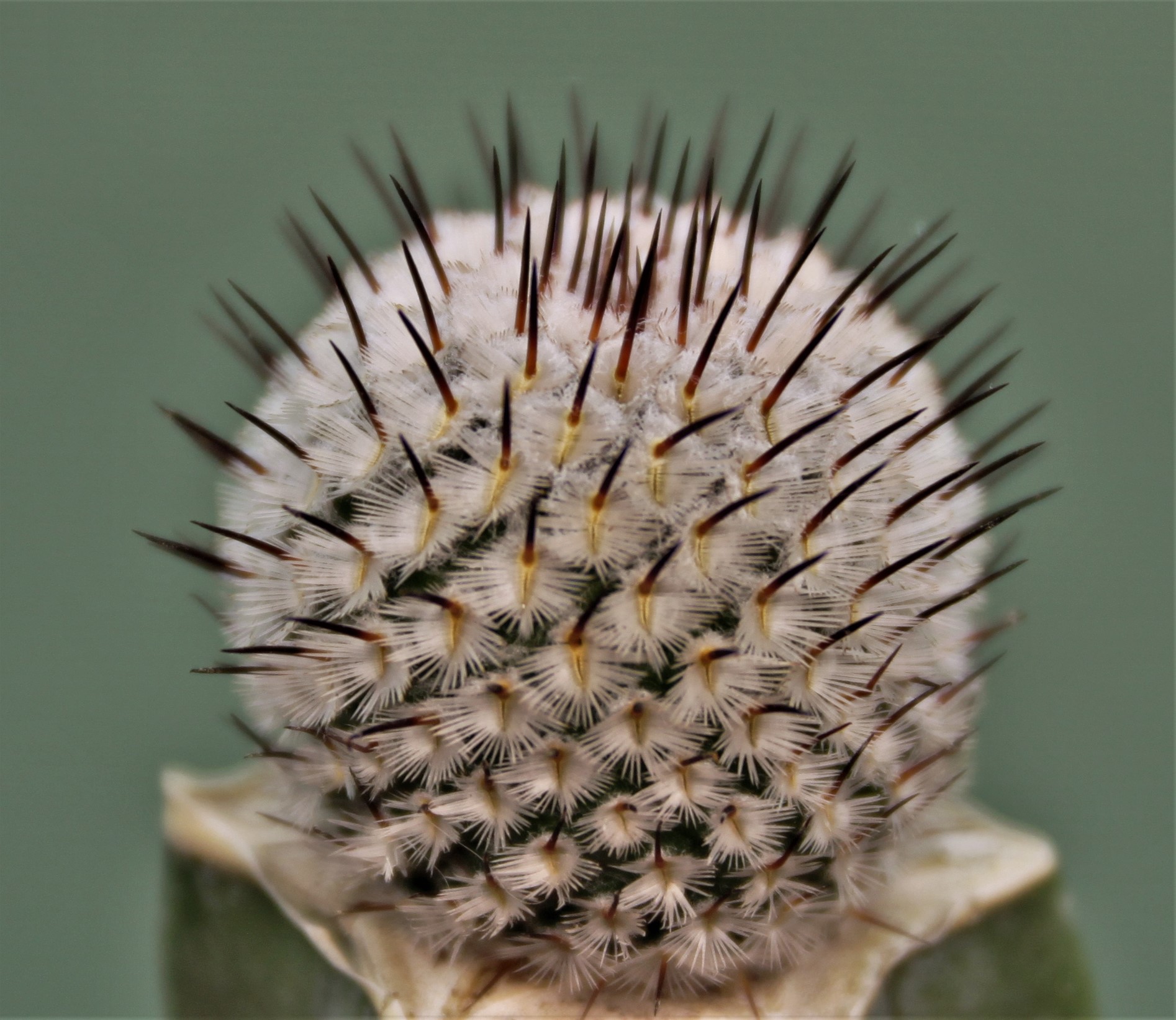 Mammillaria-perezdelarosae-v.-andersoniana.