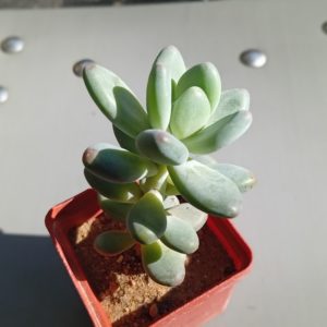 Pachyphytum oviferia Mikadukibijin