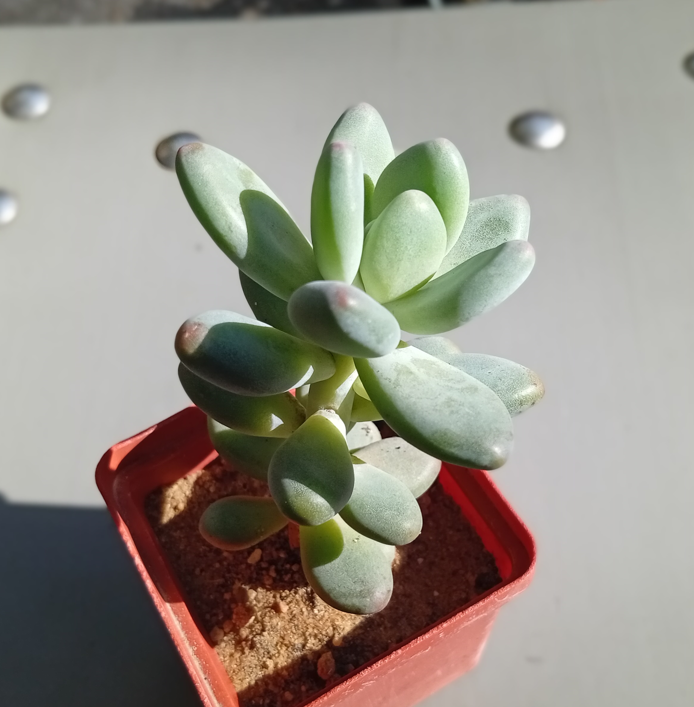 Pachyphytum oviferia Mikadukibijin
