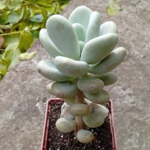 Pachyphytum oviferum Blue Haze