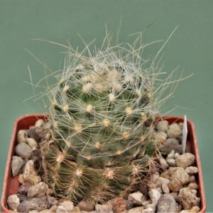 Pediocactus-paradinei-PJR537-1.