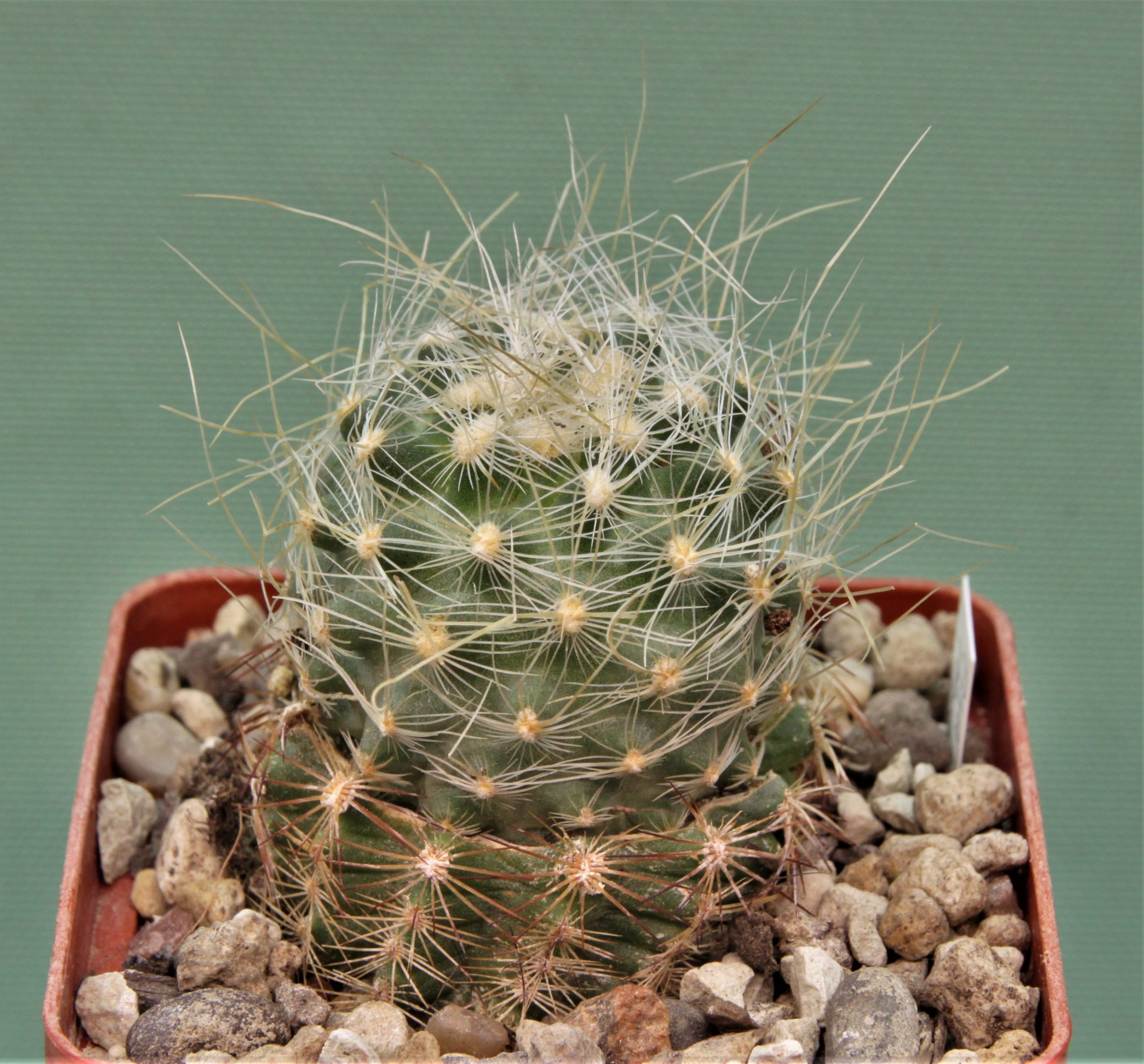 Pediocactus-paradinei-PJR537-1.