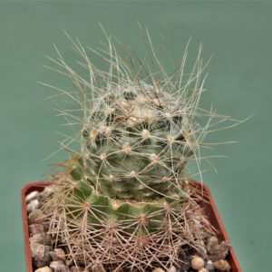 Pediocactus-paradinei-PJR537-2